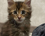 Кошки в Краснодаре: Мальчик мейн кун Мальчик, 14 000 руб. - фото 1