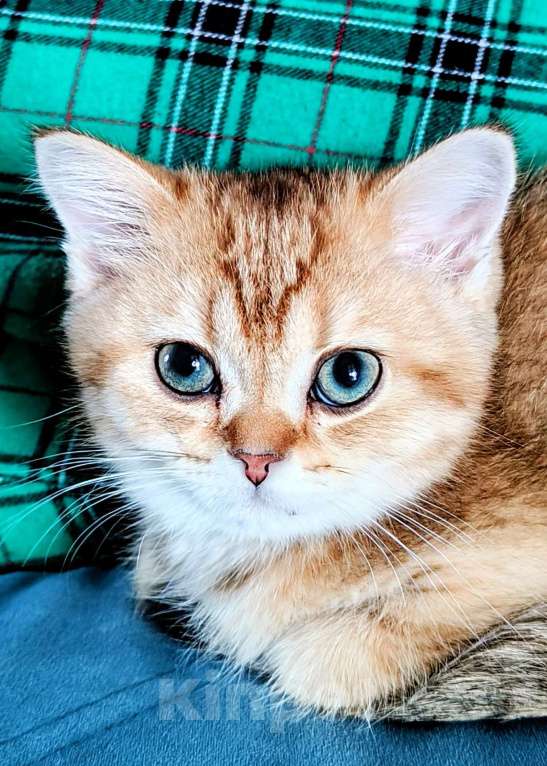 Кошки в Санкт-Петербурге: Шотландские котята Мальчик, 25 000 руб. - фото 8