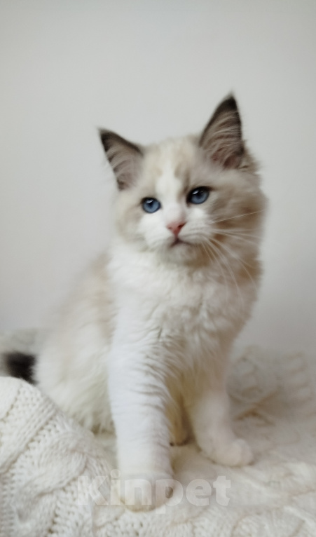 Кошки в Москве: Котик рэгдолл Мальчик, 85 000 руб. - фото 1
