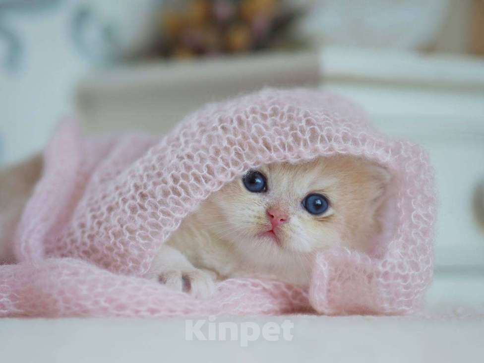 Кошки в Москве: Британский мальчик Финист Мальчик, 150 000 руб. - фото 6