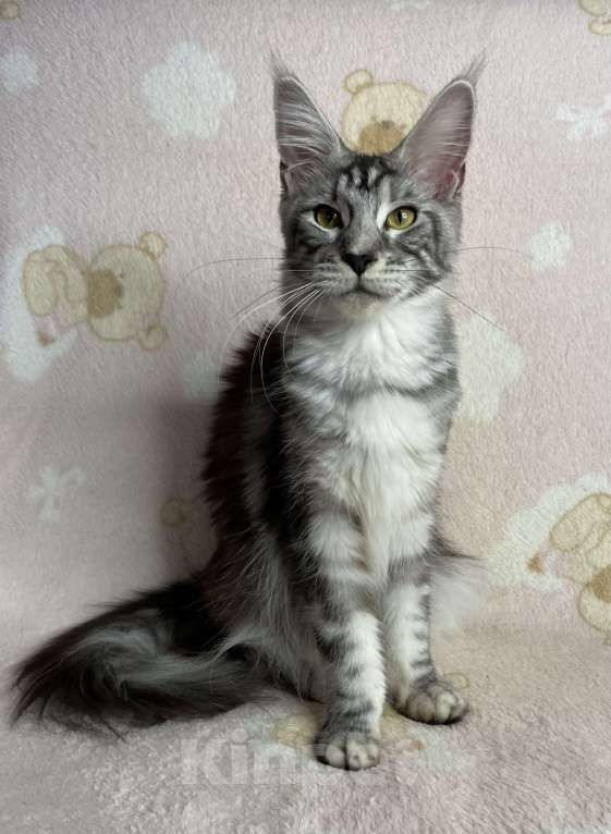 Кошки в Дмитрове: Черная серебристая мраморная девочка мейн кун Jackie, Девочка, 15 000 руб. - фото 5