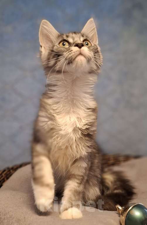 Кошки в Санкт-Петербурге: котята мейн кун Девочка, 40 руб. - фото 4