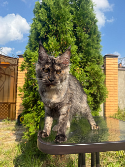Мейн-кун котенок