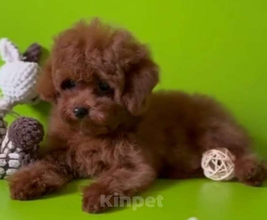 Собаки в Москве: Той миниатюрный пудель Девочка, Бесплатно - фото 1