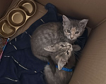 Кошки в Анапе: Котенок девочка ищет семью  Девочка, Бесплатно - фото 4