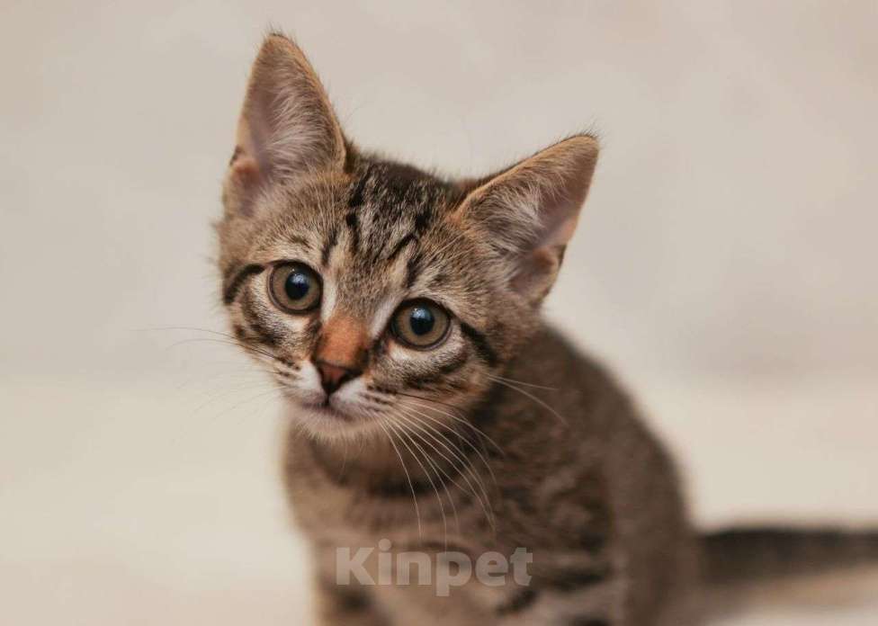 Кошки в Москве: Маленький котенок ищет дом  Девочка, Бесплатно - фото 2
