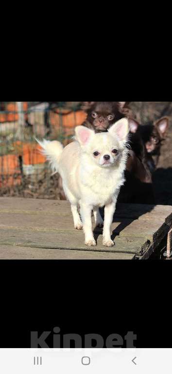 Собаки в Москве: Нежная девочка чихуахуа Девочка, 40 000 руб. - фото 6