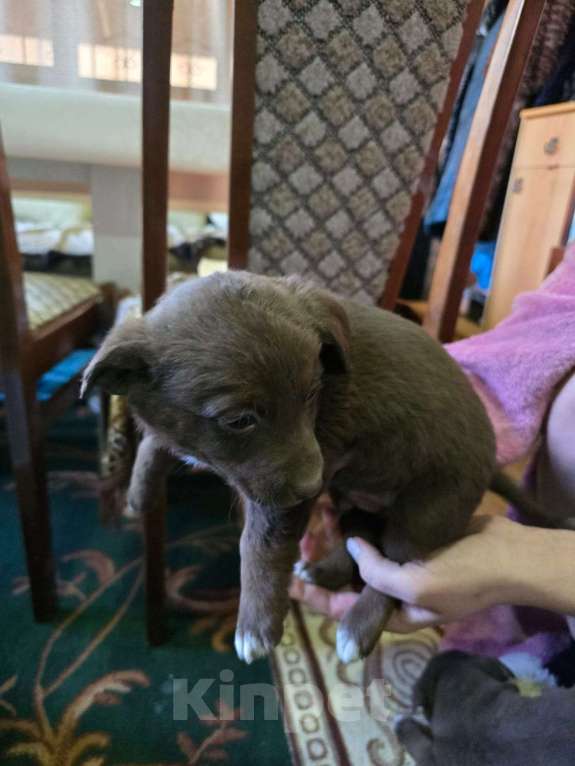 Собаки в Курганинске: Отдам в добрые руки щенков Девочка, Бесплатно - фото 7