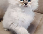 Кошки в других городах Московской области: Малышка Кокетка  Девочка, 80 000 руб. - фото 2
