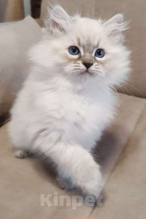 Кошки в других городах Московской области: Малышка Кокетка  Девочка, 80 000 руб. - фото 2