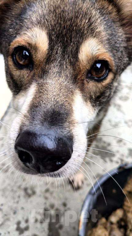 Собаки в других городах Краснодарского края: Турбо полностью готов быть домашним Мальчик, Бесплатно - фото 4