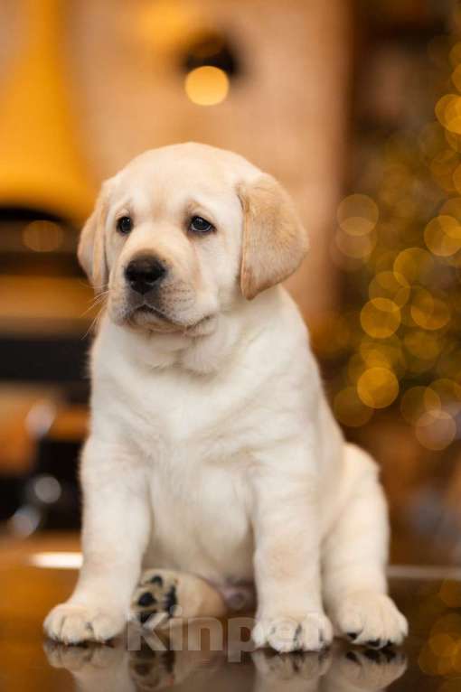 Собаки в Санкт-Петербурге: IRISLAV YEAR WINNER Мальчик, 200 000 руб. - фото 1