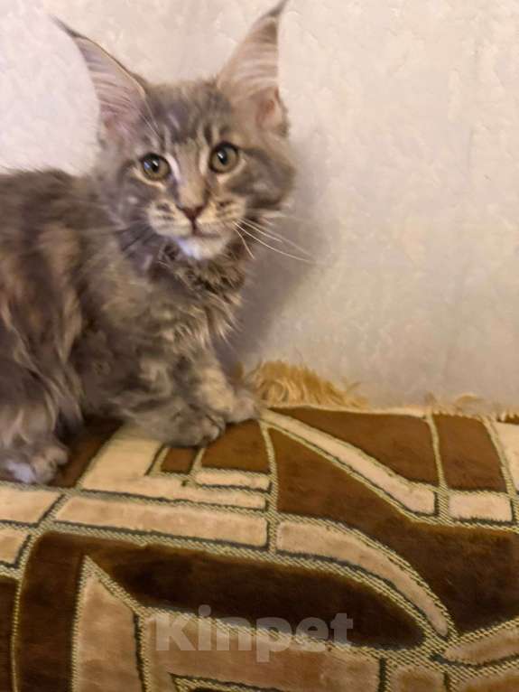 Кошки в Санкт-Петербурге: Котята мейн-кун  Девочка, 35 000 руб. - фото 3