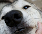 Собаки в Новосибирске: Кучум ищет добрую семью Мальчик, Бесплатно - фото 4