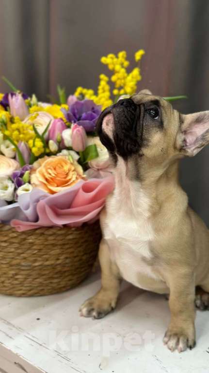 Собаки в Москве: Французский бульдог Мальчик, 55 000 руб. - фото 2