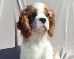 Собаки в Санкт-Петербурге: Красивый мальчик кавалер Кинг Чарльз спаниель Мальчик, 80 000 руб. - фото 2
