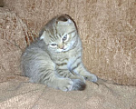 Кошки в Кашире: Кошечка Буся Девочка, 5 000 руб. - фото 4