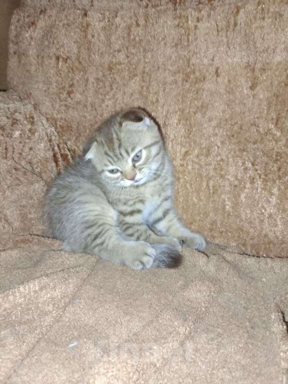 Кошки в Кашире: Кошечка Буся Девочка, 5 000 руб. - фото 4