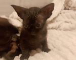 Кошки в Ростове-на-Дону: Котята Мальчик, Бесплатно - фото 4