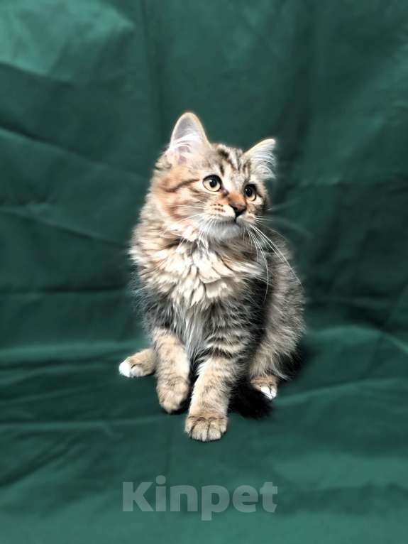 Кошки в Санкт-Петербурге: Сибирские котята Мальчик, 45 000 руб. - фото 1