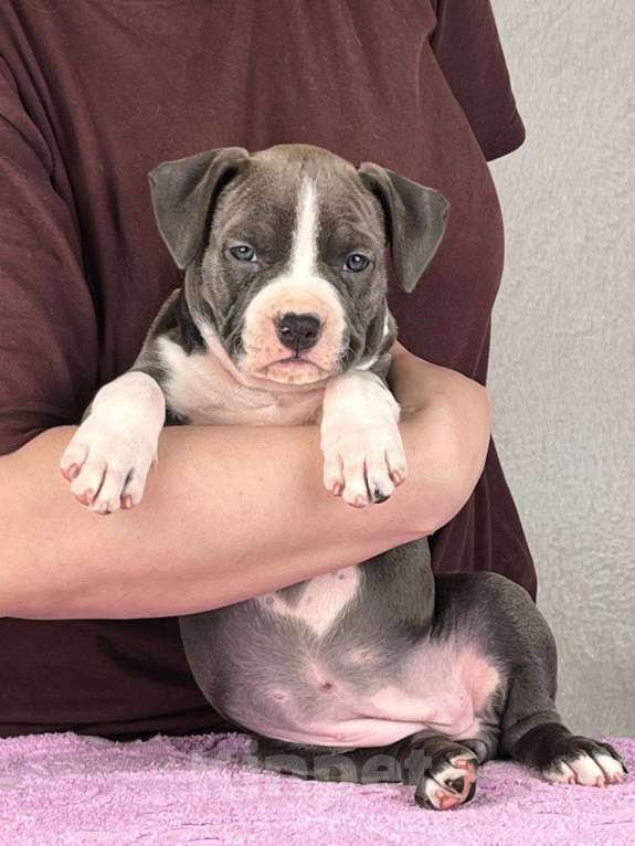 Собаки в Москве: Шикарная девочка амстаффа Девочка, 110 000 руб. - фото 1