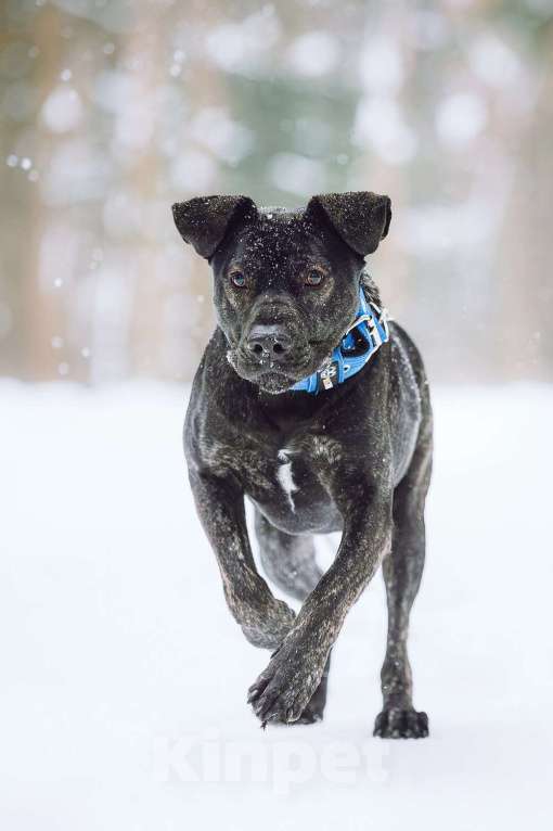 Собаки в Москве: Метис алано эспаньол Дони в добрые руки Мальчик, 1 руб. - фото 10