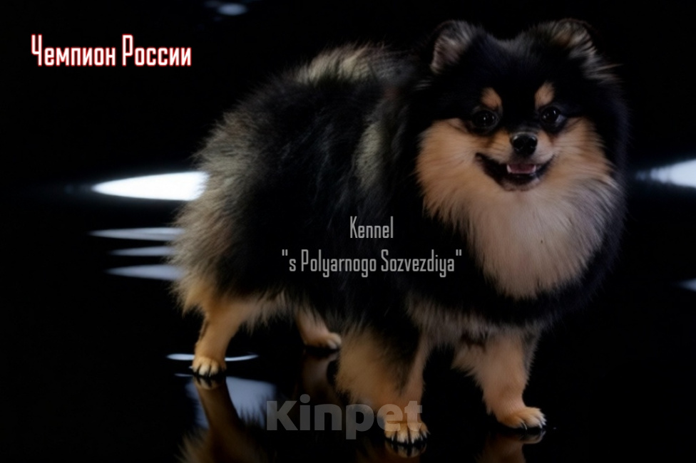 Собаки в Жуковке: Мини мишки из питомника РКФ Мальчик, 40 000 руб. - фото 5