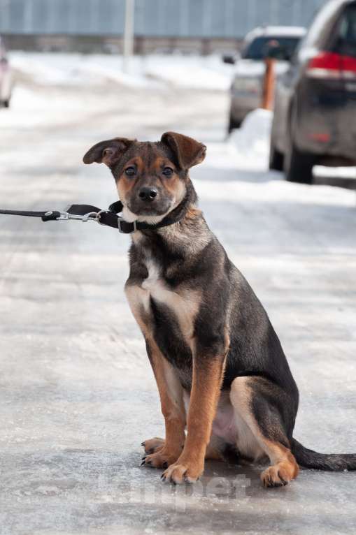 Собаки в Ногинске: Ивонна ждет свою семью в приюте Девочка, Бесплатно - фото 10