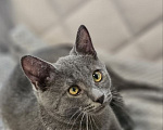 Кошки в Москве: Котёнок Сёма в добрые руки Мальчик, Бесплатно - фото 3