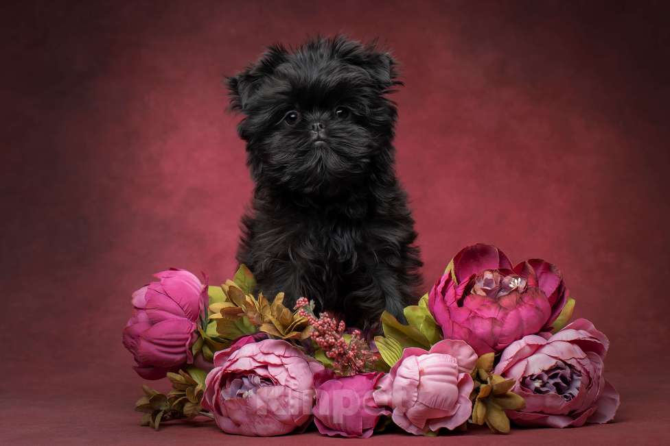 Собаки в Москве: АФФЕНПИНЧЕР Щенки Девочка, Бесплатно - фото 1