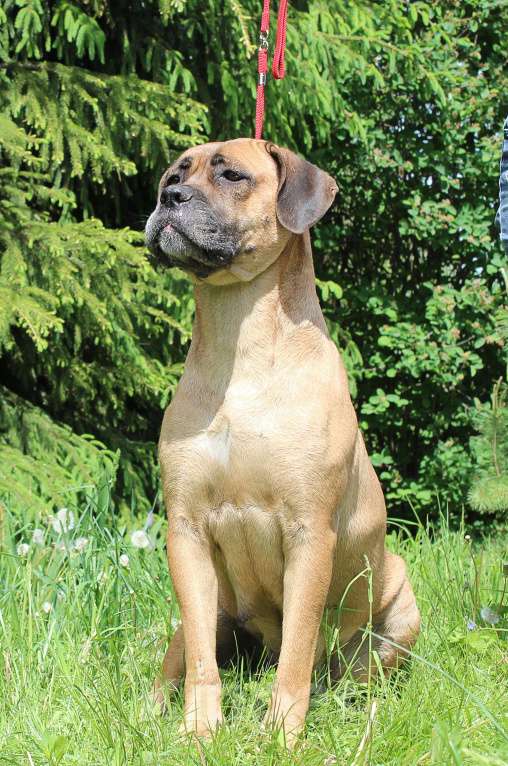 Собаки в Брянске: Предлагаются щенки Кане Корсо Девочка, 50 000 руб. - фото 9