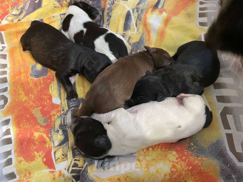 Собаки в Иркутске: Отдам в дар щенков Мальчик, Бесплатно - фото 2