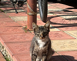 Кошки в Дубне: Котёнок в добрые руки Мальчик, Бесплатно - фото 4