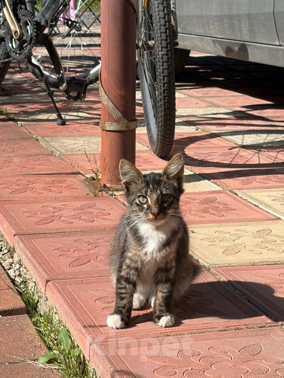 Кошки в Дубне: Котёнок в добрые руки Мальчик, Бесплатно - фото 4