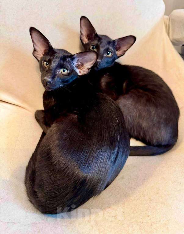 Кошки в Мытищах: Ориентальные котята Девочка, 30 000 руб. - фото 1