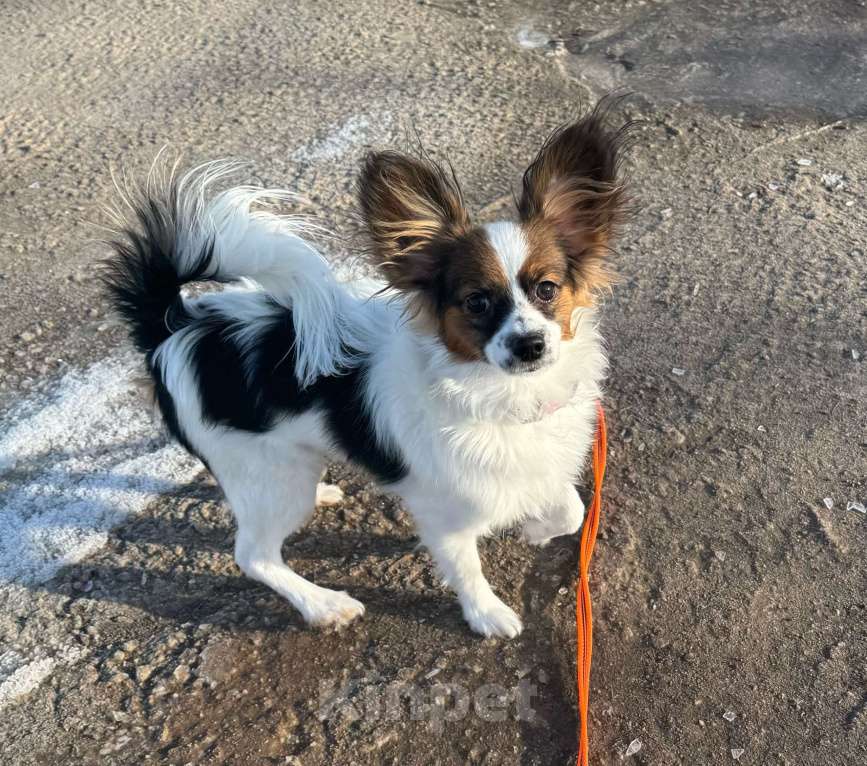 Собаки в Волосовом: Щенок папийона Мальчик, Бесплатно - фото 3