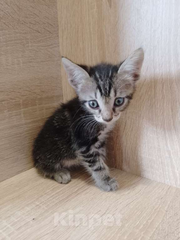 Кошки в Ростове-на-Дону: Девочка барсучек Девочка, 1 руб. - фото 3