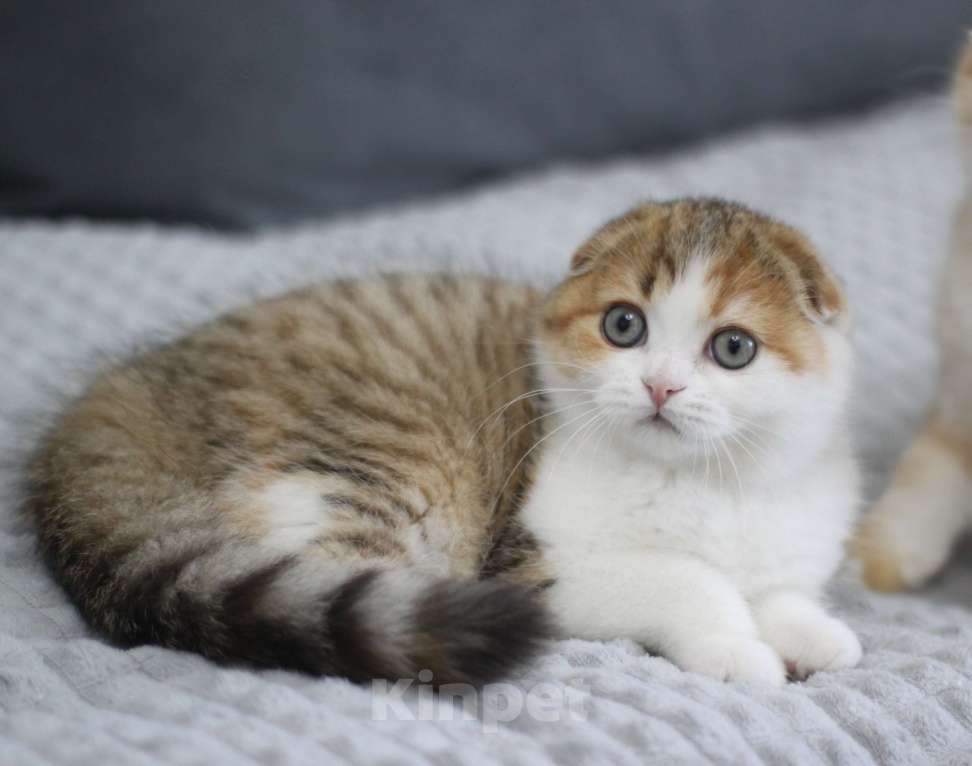 Кошки в Москве: Ежевика Девочка, Бесплатно - фото 1