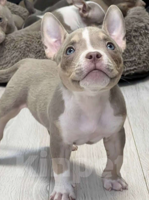 Собаки в Москве: Тайсон Мальчик, 120 000 руб. - фото 1