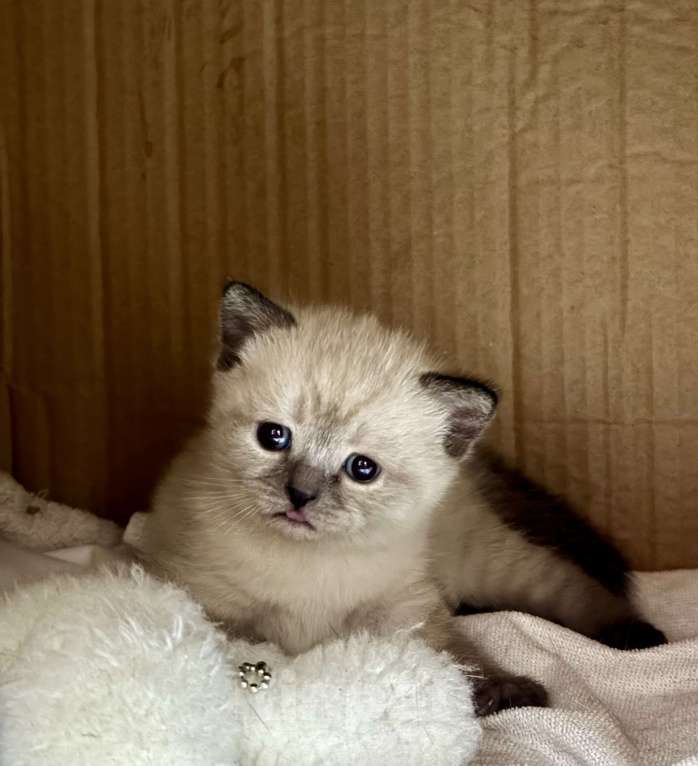 Кошки в Санкт-Петербурге: Шотландская прямоухая кошечка с документами Девочка, 40 000 руб. - фото 3