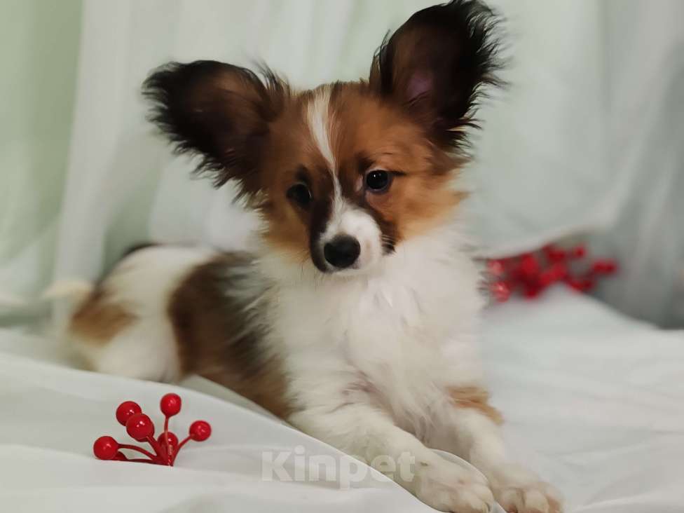 Собаки в Подольске: Папильон щенки Мальчик, Бесплатно - фото 2