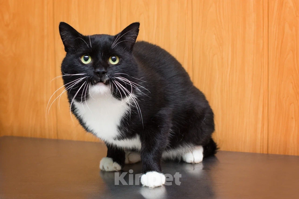 Кошки в Москве: Солидный крупный ласковый кот Шерлок Мальчик, Бесплатно - фото 5