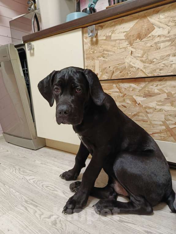 Собаки в других городах Московской области: Мальчик Итальянский Кане Корсо Мальчик, 20 000 руб. - фото 2