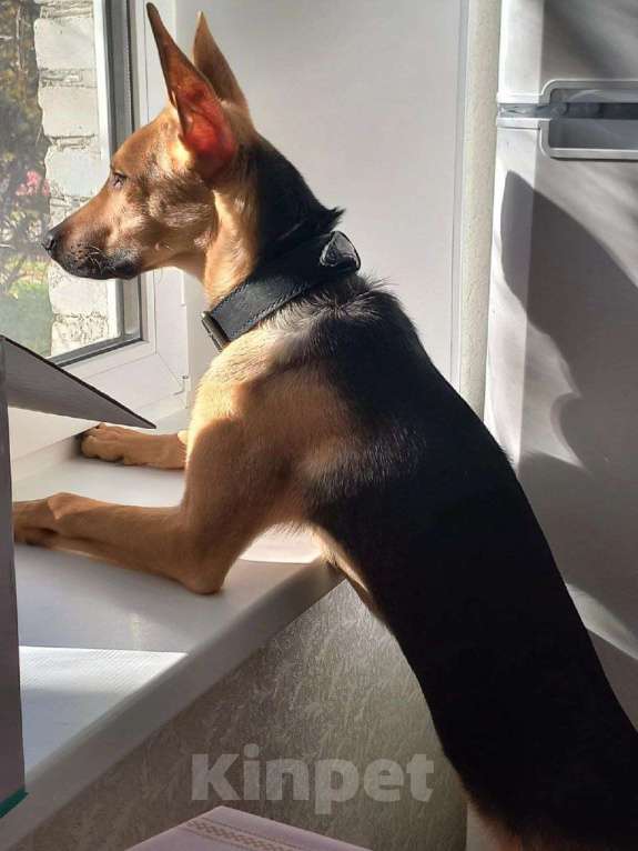 Собаки в Москве: Помоги найти собаку Девочка, 10 000 руб. - фото 4