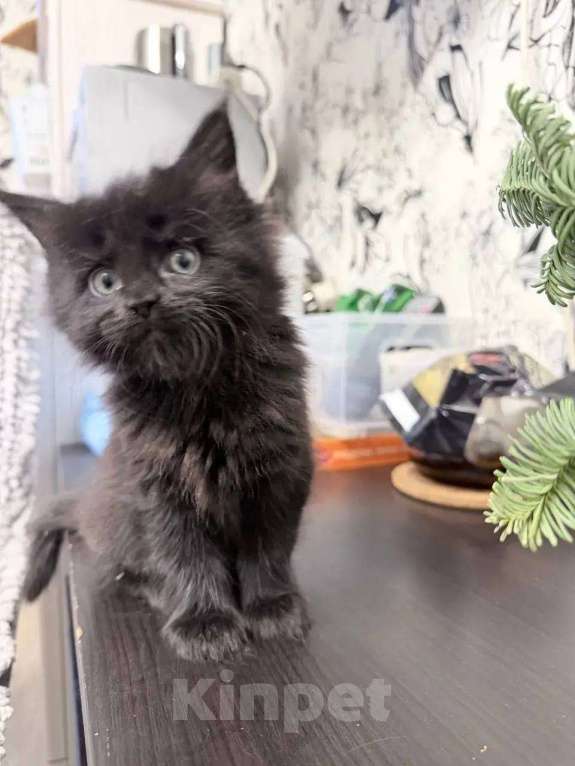 Кошки в Краснодаре: Продаю котенка Девочка, 45 000 руб. - фото 2