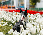 Собаки в Москве: Очаровательная малышка Джипси ищет дом! Девочка, Бесплатно - фото 2