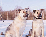 Собаки в других городах Московской области: Два веселых брата в поиске дома и любящих хозяев Мальчик, Бесплатно - фото 3