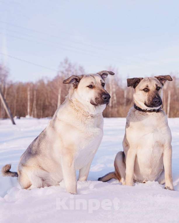 Собаки в других городах Московской области: Два веселых брата в поиске дома и любящих хозяев Мальчик, Бесплатно - фото 3