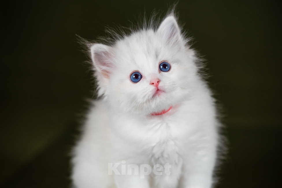 Кошки в Ростове-на-Дону: Котенок регдолл Девочка Девочка, Бесплатно - фото 1