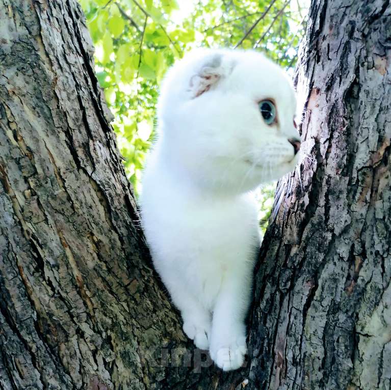 Кошки в Миассе: Девочка фолд в брид Девочка, 50 000 руб. - фото 6